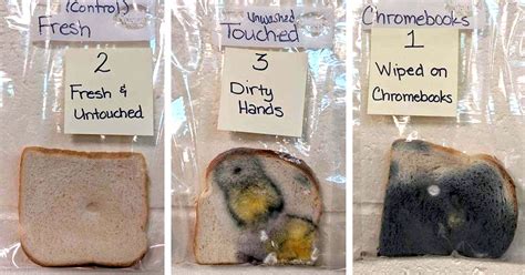 mold growth on bread experiment|mold bread experiment hypothesis.